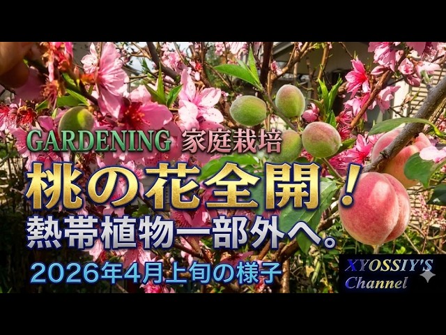 果物 78TOSHI XYOSSIY's Fruit Tree Channel] Early April 2026 Update - Peach
