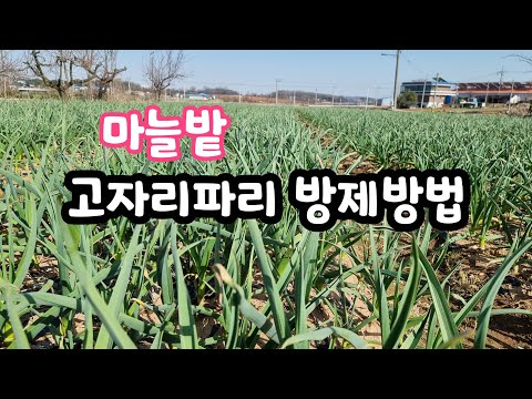 New Update 마늘밭 고자리파리 방제 액제로 마늘뿌리가있는흙속에 찔러서 분무해야한다