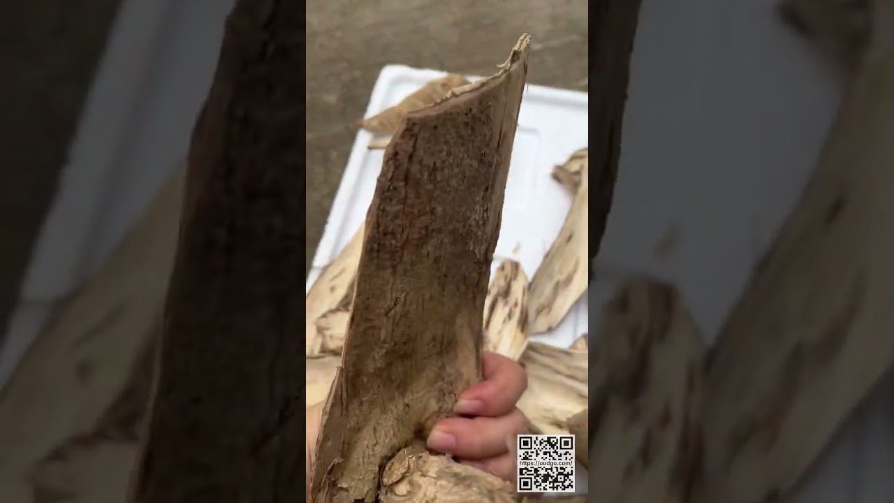 The Beauty of Vietnamese Agarwood 🪵🇻🇳