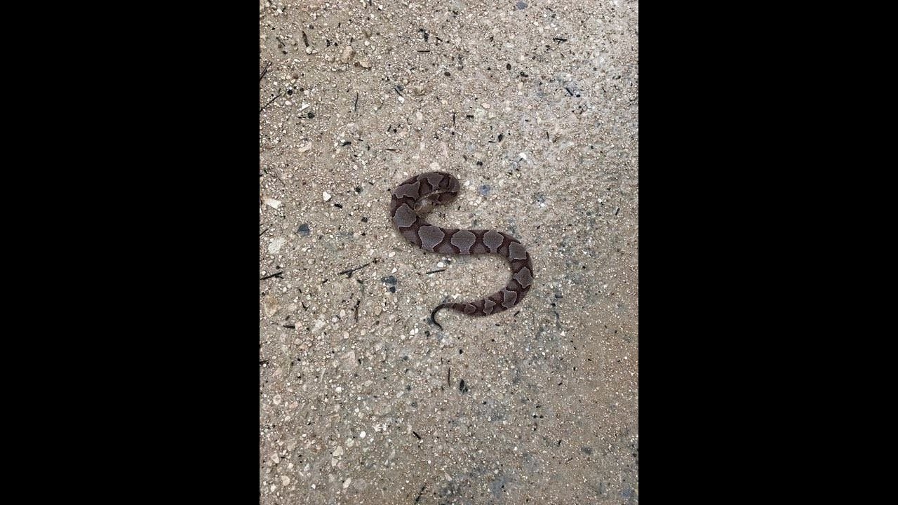 venomous snakes in north america Herping Florida & Alabama