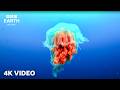 Calming Underwater Nature Footage Caught In 4K A Journey Across Our Oceans BBC Earth Relax 