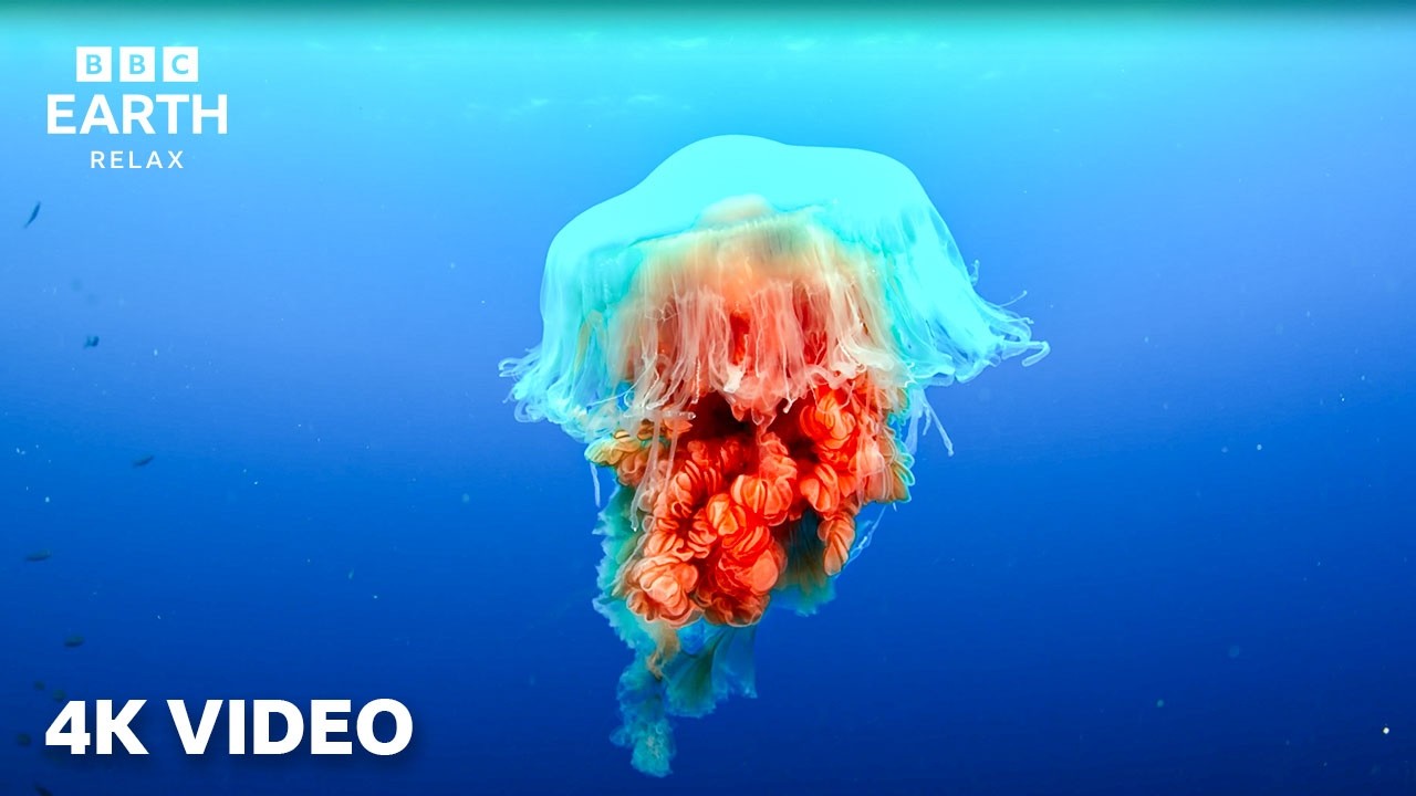 Calming Underwater Nature Footage Caught In 4K | A Journey Across Our Oceans | BBC Earth Relax