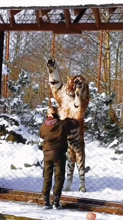 Siberian tiger is truly magnificent