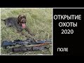 Открытие охоты 2020 (перепел).   Дратхаар и косяки в поле!