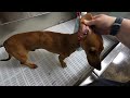 Weenie Dog Groom!