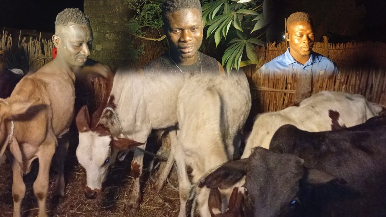 DÉPATAGE DES BŒUFS A MBASSIS LÔG LE 03 JANVIER 2026