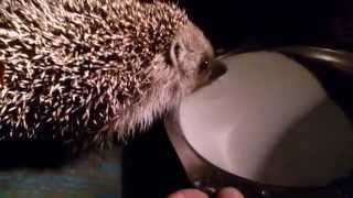 Забавный ёжик пьет молоко | Funny hedgehog drinks milk