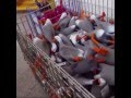 Adele Duck Army Remix - Vine