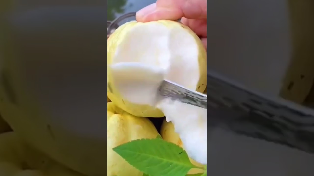 💛Ripe Guava Fruit! 