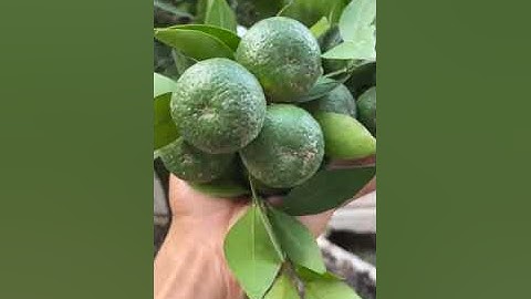 Ủ Mưu Quất/ Tắc, Quýt Ghép Bưởi. Quýt Cảnh Tết. 0911451210