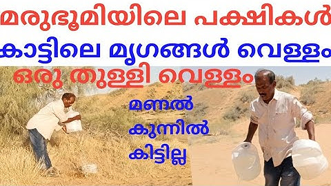 മരുഭൂമിയിൽ പശ്ചിമൃഗങ്ങൾക്ക് ഒരു തുള്ളി വെള്ളം#trending #sorts #youtube #shorts #yt #edit #reels