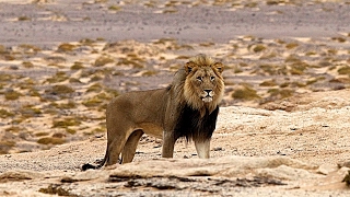 The Life Of The King Of The African Jungle - Lion Documentary HD
