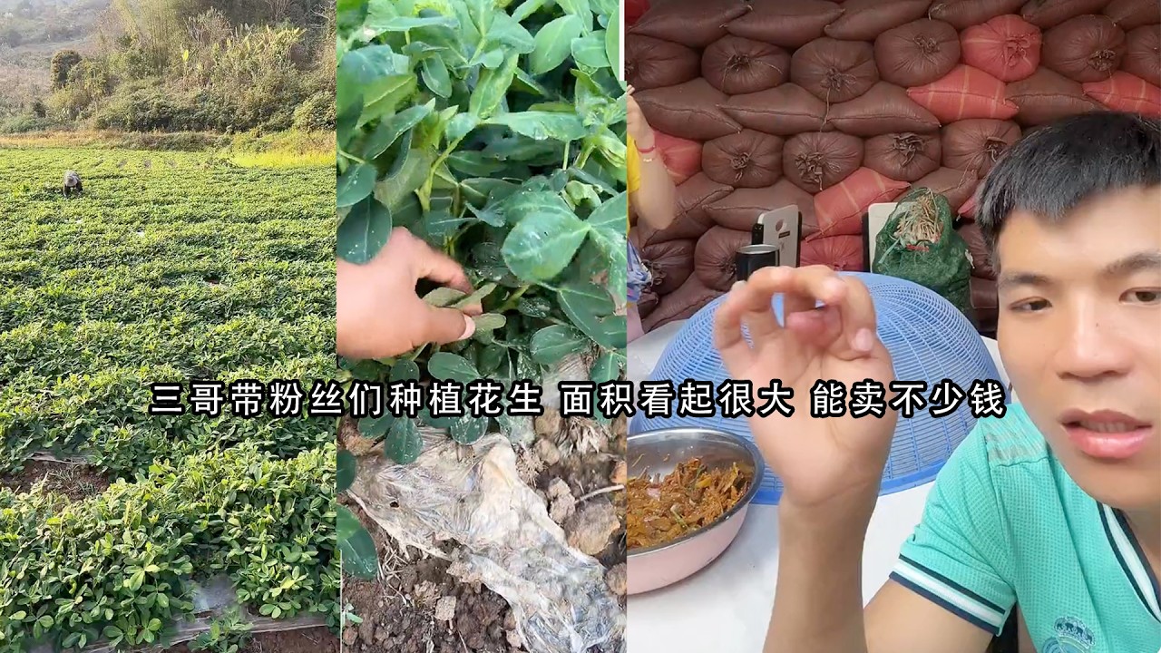 三哥带粉丝们种植花生 面积看起很大 能卖不少钱