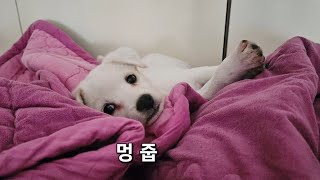 길에서 강아지를 주웠다 | 시고르자브종 | 임시보호 | 강아지구조 | 임시보호 | 해피엔딩🙂