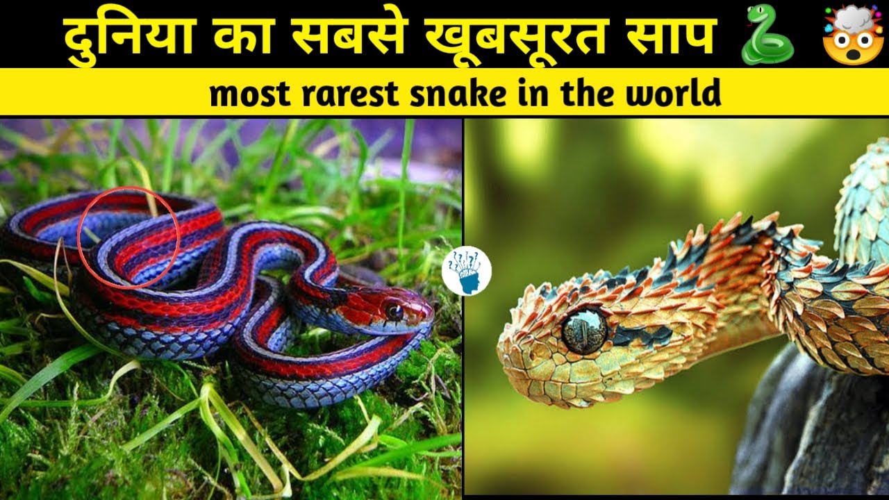 दुनिया का सबसे अजीब साप | World Most Rare Snake | Colourfull snake