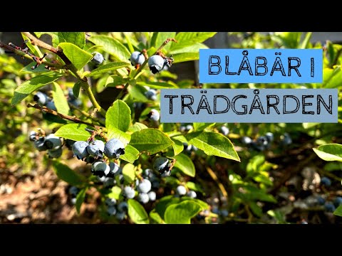 Video: Ska jag skära av mina blåbärsbuskar?