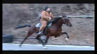 Picturing You-Very Fast 3 Year Old Tattooed Mare For Sale