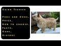 Cairn Terrier. Pros and Cons, Price, How to choose, Facts, Care, History