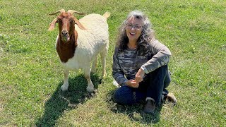 Annalise - Saved Moments From Slaughter -