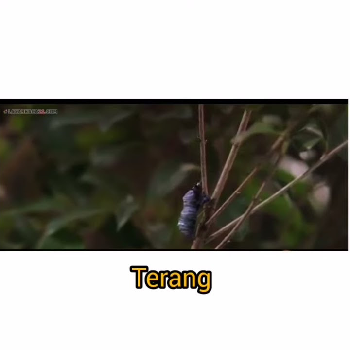 Story wa, lagu Iklim_ Satu Kesan Abadi.
