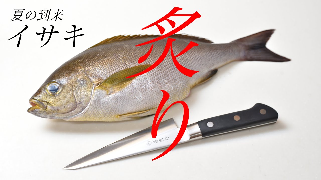 【夏が旬】イサキを捌いて炙りにしたら・・・！！！【骨スキ包丁 藤次郎 藤寅作】【魚さばき方】