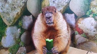 Marmot pupu eats cucumber for the first time - why is it so gentle
