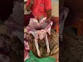 best quality goat meat cutting #best #food #meatmarket #shorts #foodclips #meatlovers