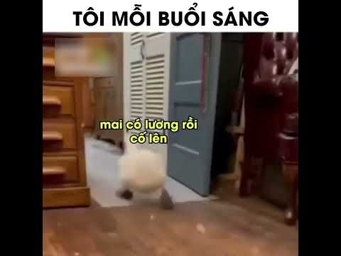 tôi mỗi sáng