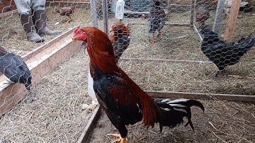 nqa dib mus pub qaib