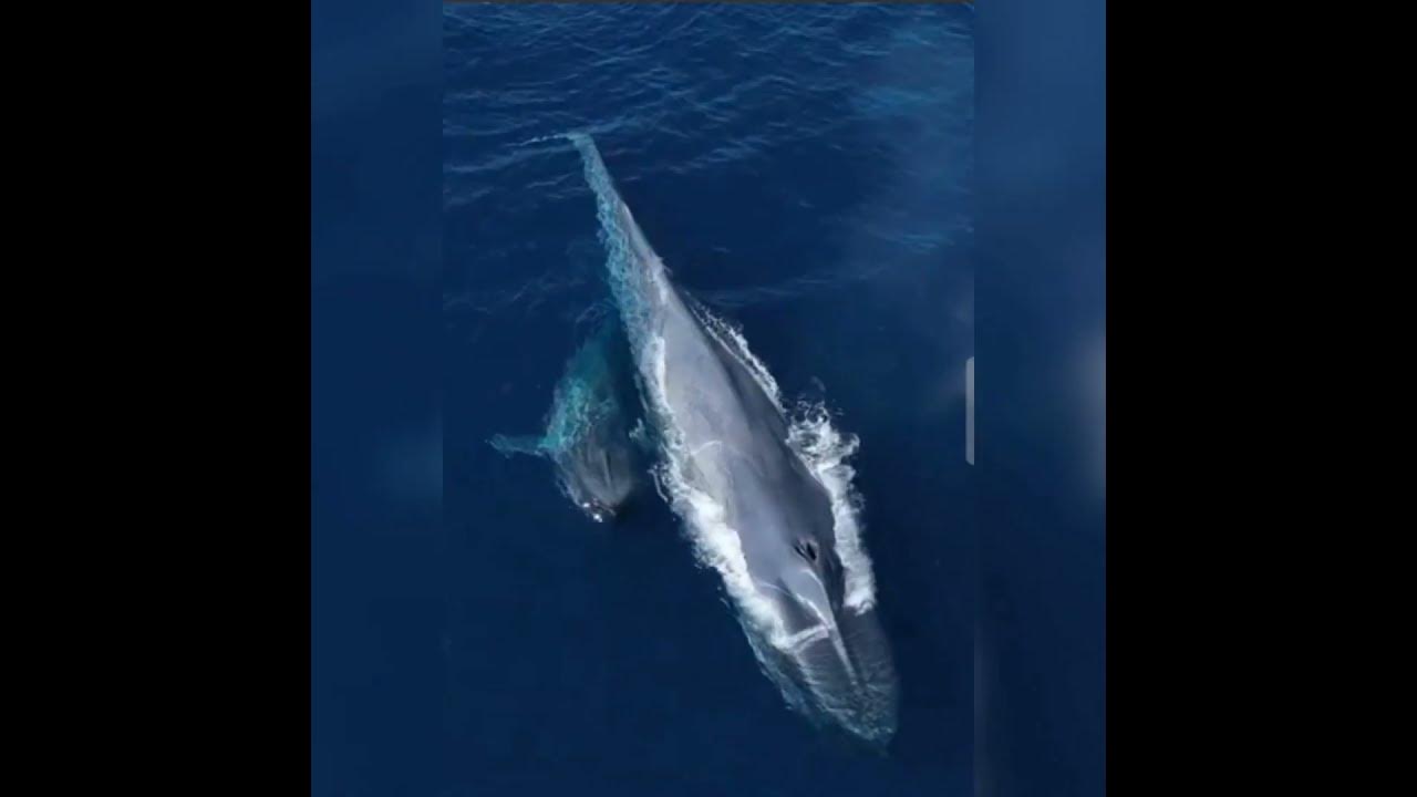 Blue whale facts, Blue Whale tongue equal to eliphant, - YouTube