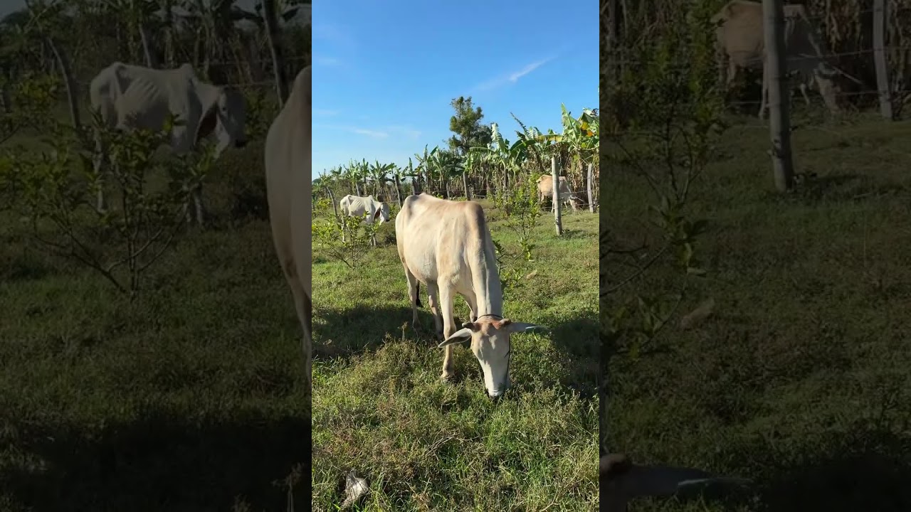 Solar Irrigation & Rotational Grazing for Cattle | TAHY COW FARM