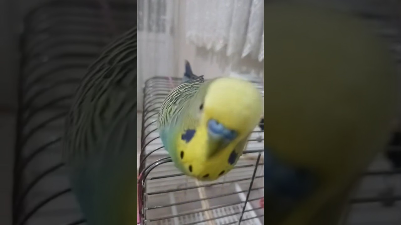 Mutluluk  #birds #budgies #dinlendiricisesler #birdsong #parrot #talkingparot #lovebirds #cute
