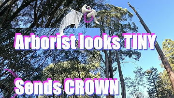 1 Day at LOG RESCUE Huge Tree job with Absolutely Burko Arborist. Higher he is the smaller he looks