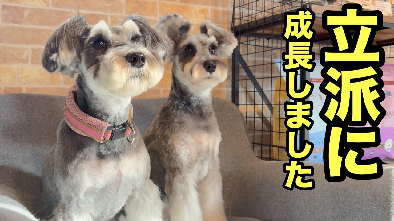 お洒落デザインカットに挑戦するミニチュアシュナウザー✂️✨（ちまきちゃん）