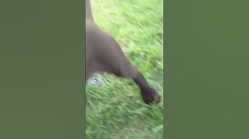 German shorthaired pointer 9 weeks old learning to fetch first day
