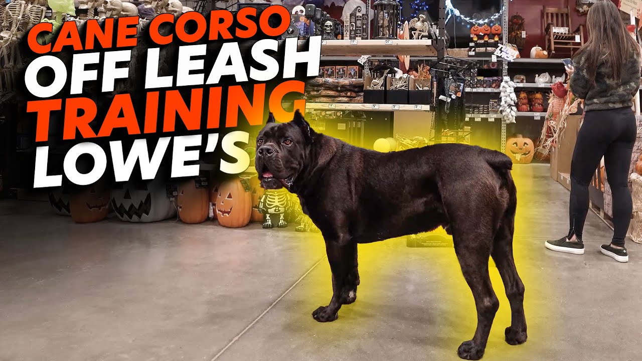 training a cane corso puppy not to bite