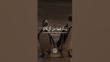سورة لقمان (الآية ١٠ - ١١) القارئ ياسر الدوسري