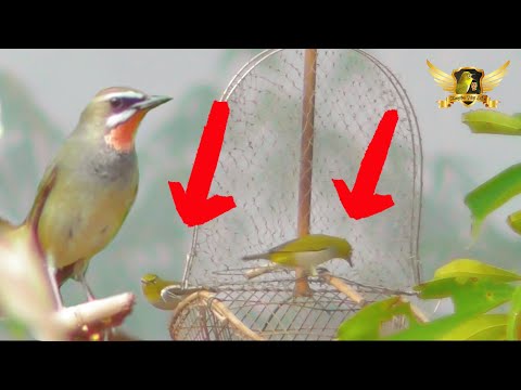 Video Bẫy Đấu Khuyên Và Oanh Cổ Đỏ Hót Cực Hay Và Cái Kết -... - youtube