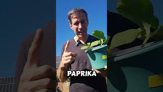 Kommen die Eisheiligen jetzt noch? #garten #tippsundtricks #gartentipps #gartenarbeit #gemüsegarten