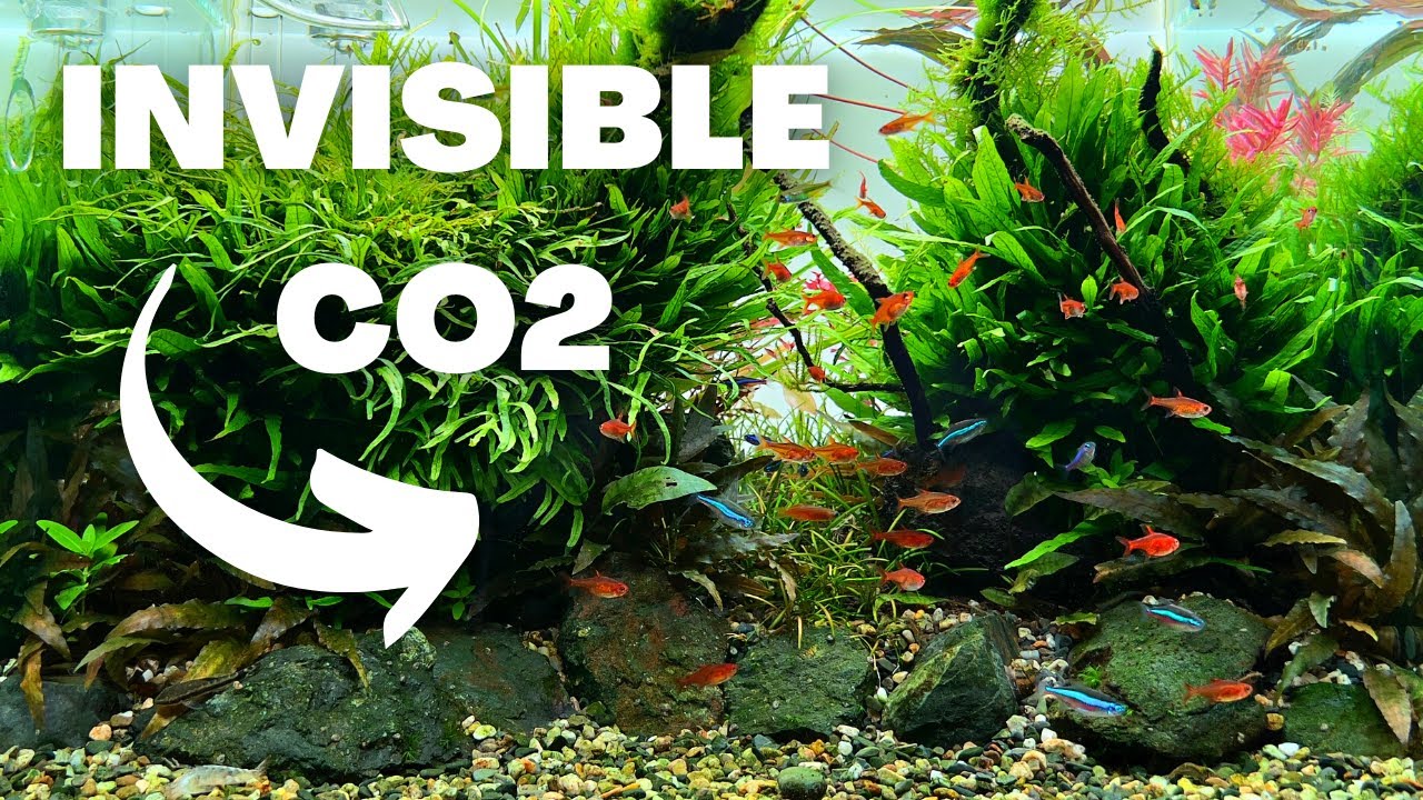 MY NEW FAVOURITE WAY OF ADDING CO2! MY NEW FAVOURITE WAY OF ADDING CO2!