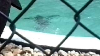 Szeged Llatkert Pingvin Fejes