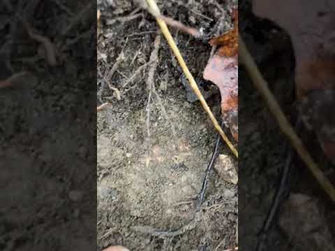 This is how the white truffle - tuber magnatum looks like :)