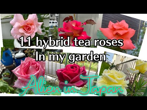 Hybrid tea roses in my garden/Alien in Japan