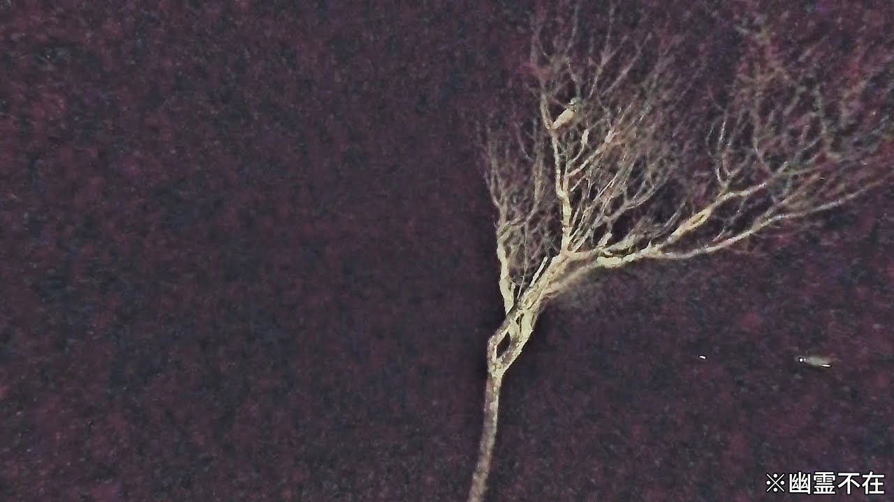 【心霊】宮ヶ瀬ダムが暗すぎて三等分できない。