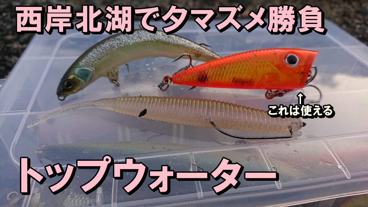バス釣り 琵琶湖西岸おかっぱり 夕マズメ小魚がボイルしていたのでトップウォーターで勝負 Pikupiku キャン ドゥ ポッパー Youtube
