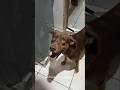 #HALF AMA ESTÁ COM SEU PAI 🐕‍🦺🥰❤️#half #caminhoparaumavidamelhor #pets #cãozinho #vidanaroça