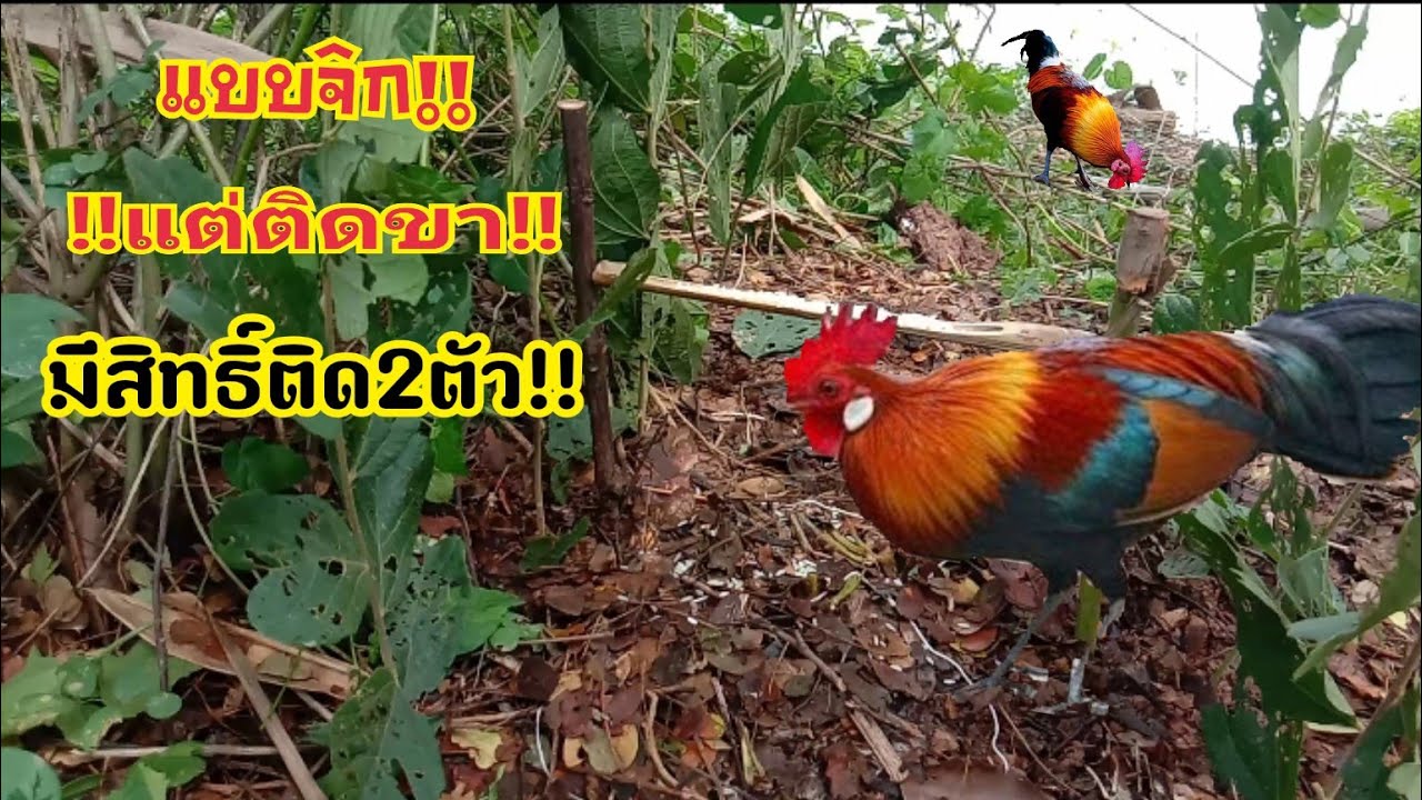 #กับดักไก่แบบจิกแต่ติดขา มีสิทธิ์ติด2ตัวChicken trap with a pecking but stuck leg