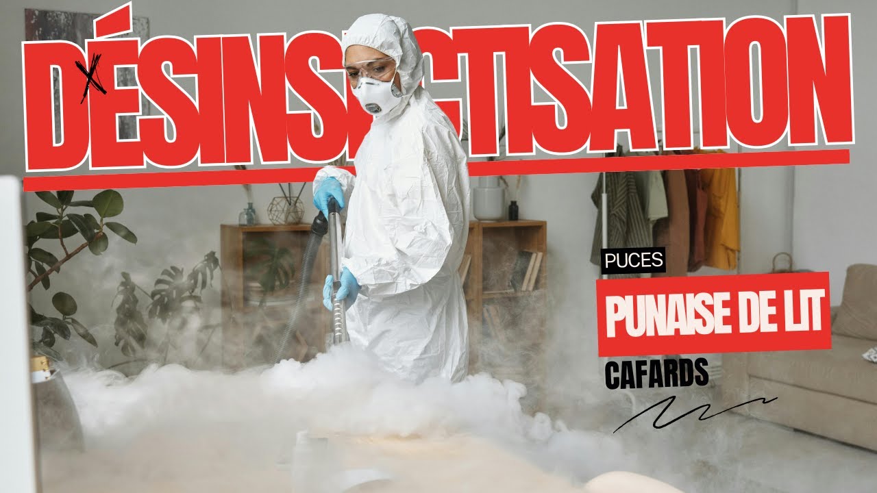 Comment se déroule une opération de désinsectisation professionnelle - MAISONEUF
