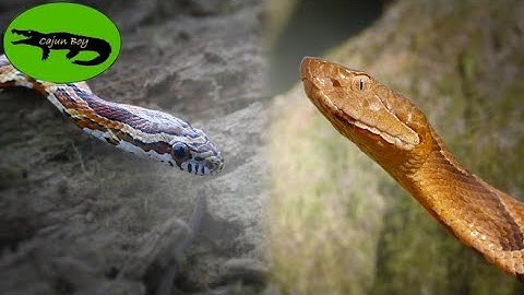 Is it Venomous?! How to tell Venomous Snakes from Nonvenomous Snakes!