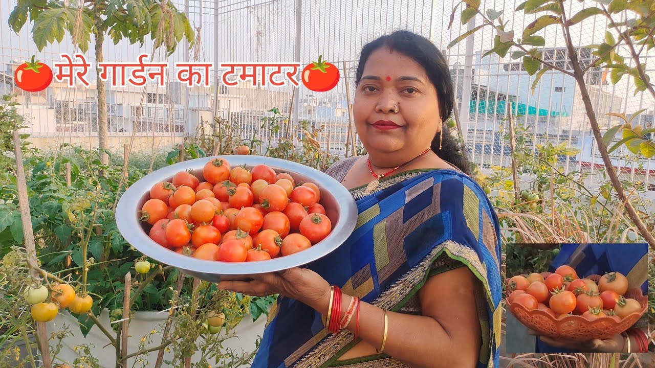 मेरे गार्डन के टमाटर का हार्वेस्टिंग 🌱🍅🍅🥰👍#shortvideo #dance #terracegardenindia #gardendesign 